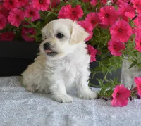 Joy T-cup, a female Maltipoo for sale in Nappanee, IN – 4 of 8