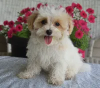 Sycamore, a male Maltipoo for sale in Nappanee, IN – 9 of 9
