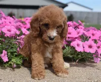 Livy , a female Irish Doodle for sale in Nappanee, IN – 2 of 4