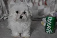 Cooper t-cup, a male Maltipoo for sale in Nappanee, IN – 6 of 6