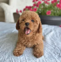 Paris , a female Maltipoo for sale in Nappanee, IN – 4 of 6