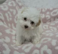 Abby , a female Maltipoo for sale in Nappanee, IN – 7 of 10