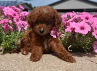 Lemme , a male Irish Doodle for sale in Nappanee, IN – 3 of 4