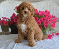 Betsy , a female Maltipoo for sale in Nappanee, IN – 2 of 7
