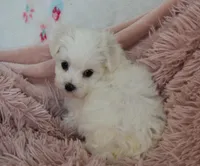 Anna, a female Maltese for sale in Nappanee, IN – Photo 3 of 4