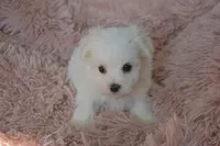 Anna, a female Maltese for sale in Nappanee, IN – Photo 4 of 4