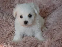 Anna, a female Maltese for sale in Nappanee, IN – Photo 1 of 4