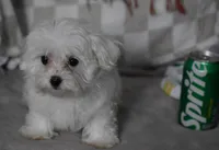 Charlie t-cup, a male Maltipoo for sale in Nappanee, IN – 6 of 9