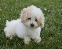 Arlo , a male Maltipoo for sale in Nappanee, IN – 5 of 8