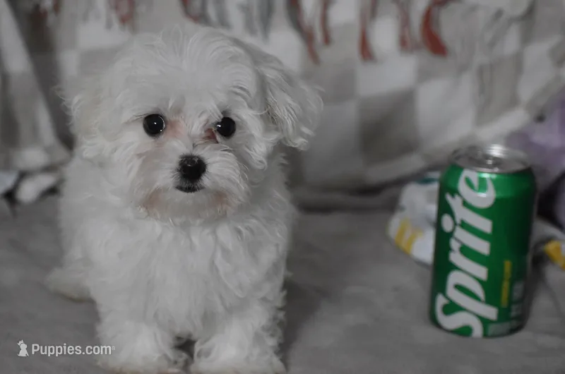 Cooper t-cup – Maltipoo puppy for sale in Nappanee, IN