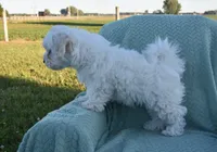 Thumper, a male Maltipoo for sale in Nappanee, IN – 8 of 8