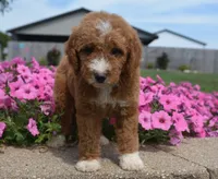 Lincoln , a male Irish Doodle for sale in Nappanee, IN – 1 of 6