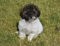 Madison , a male Poodle - Toy  for sale in Nappanee, IN – 9 of 10