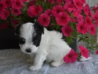 Josie , a female Maltipoo for sale in Nappanee, IN – 1 of 5