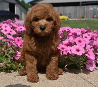 Lawson, a male Irish Doodle for sale in Nappanee, IN – 2 of 7