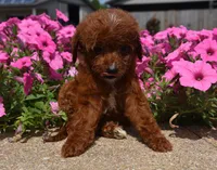 Lemme , a male Irish Doodle for sale in Nappanee, IN – 4 of 4