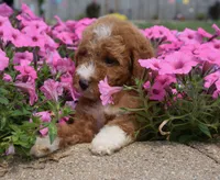 Lincoln , a male Irish Doodle for sale in Nappanee, IN – 2 of 6