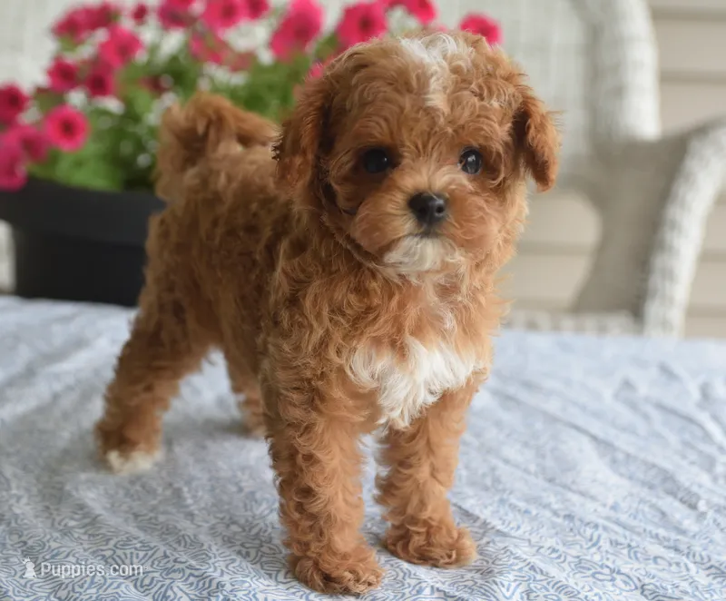 Paisley – Maltipoo puppy for sale in Nappanee, IN