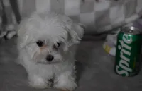 Charlie t-cup, a male Maltipoo for sale in Nappanee, IN – 8 of 9