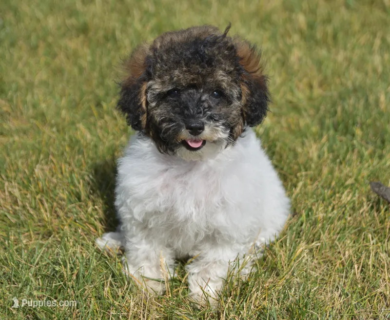 Madison  – Poodle - Toy  puppy for sale in Nappanee, IN