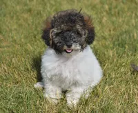 Madison , a male Poodle - Toy  for sale in Nappanee, IN – 1 of 10