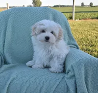 Bambi , a male Maltipoo for sale in Nappanee, IN – 10 of 10