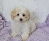 Arlo , a male Maltipoo for sale in Nappanee, IN – 4 of 8