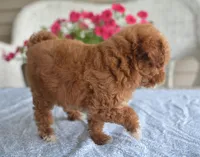 Annie , a female Maltipoo for sale in Nappanee, IN – 2 of 3