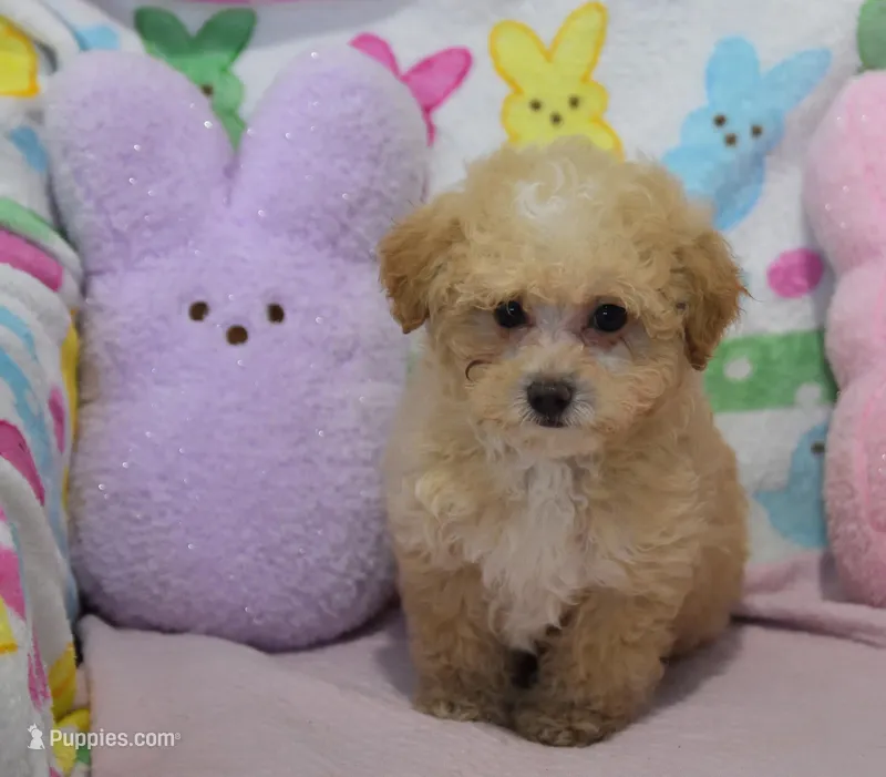 Julian  – Maltipoo puppy for sale in Nappanee, IN