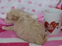 Julian , a male Maltipoo for sale in Nappanee, IN – Photo 3 of 3