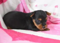 Spencer , a male Yorkipoo for sale in Nappanee, IN – Photo 4 of 5