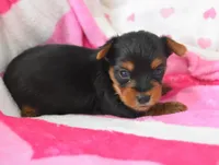 Spencer , a male Yorkipoo for sale in Nappanee, IN – Photo 1 of 5