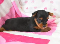 Spencer , a male Yorkipoo for sale in Nappanee, IN – Photo 2 of 5