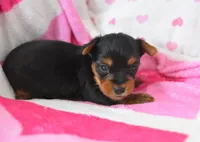 Spencer , a male Yorkipoo for sale in Nappanee, IN – Photo 5 of 5
