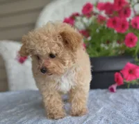 Dakota, a male Maltipoo for sale in Nappanee, IN – 6 of 10