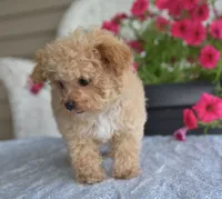 Dakota, a male Maltipoo for sale in Nappanee, IN – 10 of 10