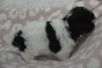 Alyssa , a female Maltipoo for sale in Nappanee, IN – 7 of 7