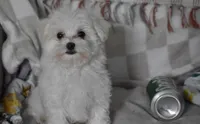 Cooper t-cup, a male Maltipoo for sale in Nappanee, IN – 3 of 6