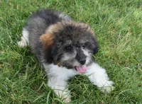 Mikey , a male Poodle - Toy  for sale in Nappanee, IN – 1 of 7