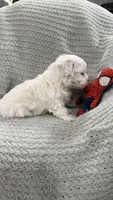 Thumper, a male Maltipoo for sale in Nappanee, IN – 3 of 3
