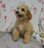 Preston , a male Maltipoo for sale in Nappanee, IN – 2 of 10