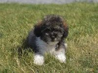 Mikey , a male Poodle - Toy  for sale in Nappanee, IN – 4 of 7
