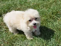 Jasper T-cup , a male Maltipoo for sale in Nappanee, IN – 8 of 10