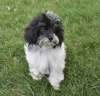Alyssa , a female Maltipoo for sale in Nappanee, IN – 6 of 9