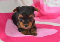 Steph , a female Yorkipoo for sale in Nappanee, IN – Photo 2 of 4