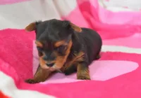 Steph , a female Yorkipoo for sale in Nappanee, IN – Photo 4 of 4