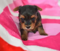 Steph , a female Yorkipoo for sale in Nappanee, IN – Photo 1 of 4
