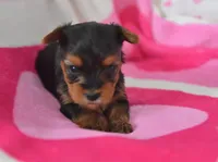 Steph , a female Yorkipoo for sale in Nappanee, IN – Photo 3 of 4