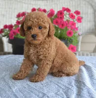 Paris , a female Maltipoo for sale in Nappanee, IN – 3 of 6
