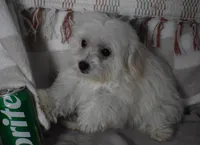 Joy T-cup, a female Maltipoo for sale in Nappanee, IN – 8 of 10